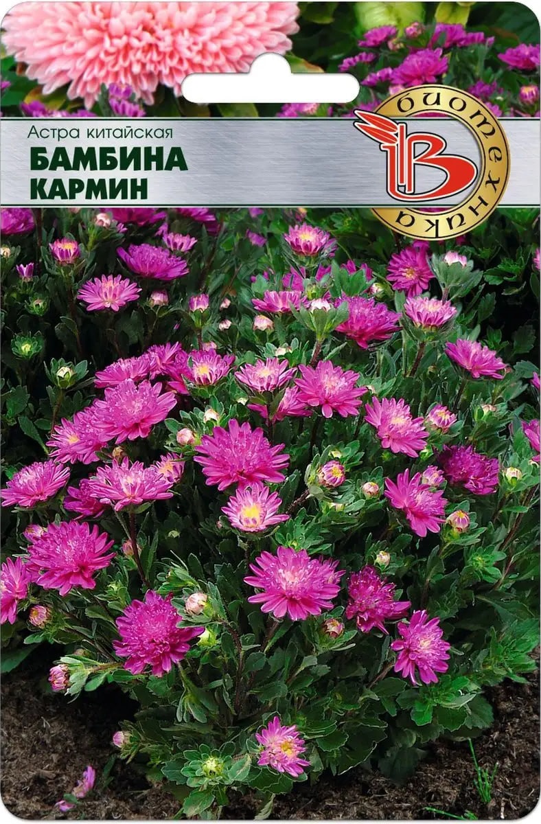 

Астра Бамбина Кармин 20 шт