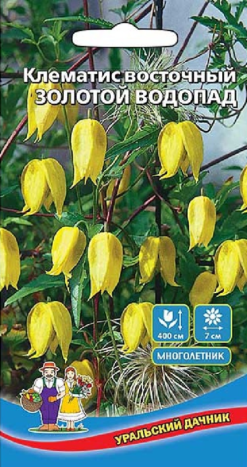 

Клематис восточный Золотой Водопад (УД) цв.п.12 шт