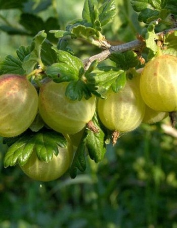 

Крыжовник обыкновенный Родник (Ribes uva-crispa) 1 шт ОКС