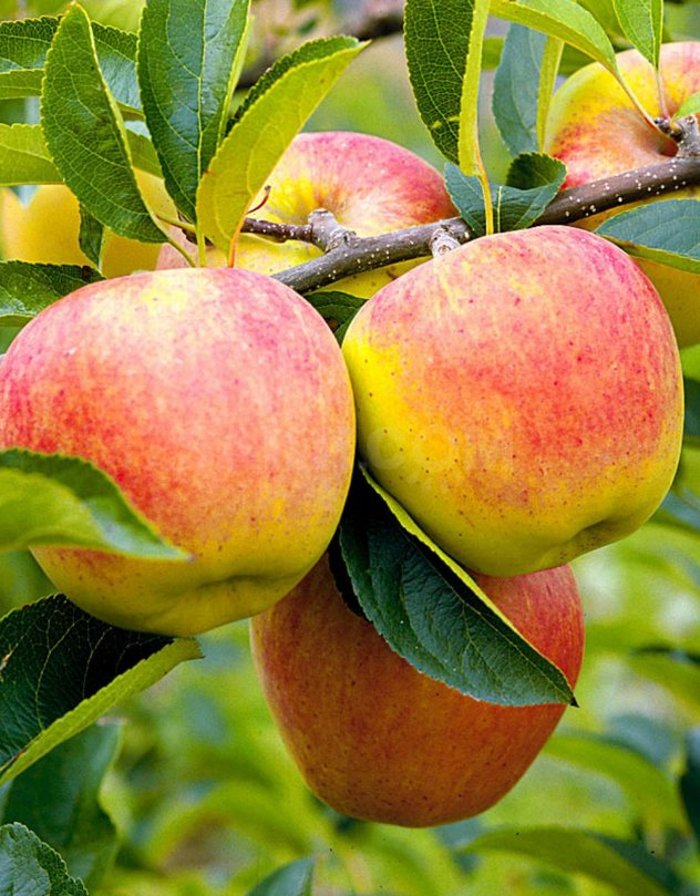 Купить яблоня Толунай 1 шт - Плодовые, Яблоня недорого в магазине вНальчике, цена 2023