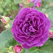 Роза флорибунда Минерва