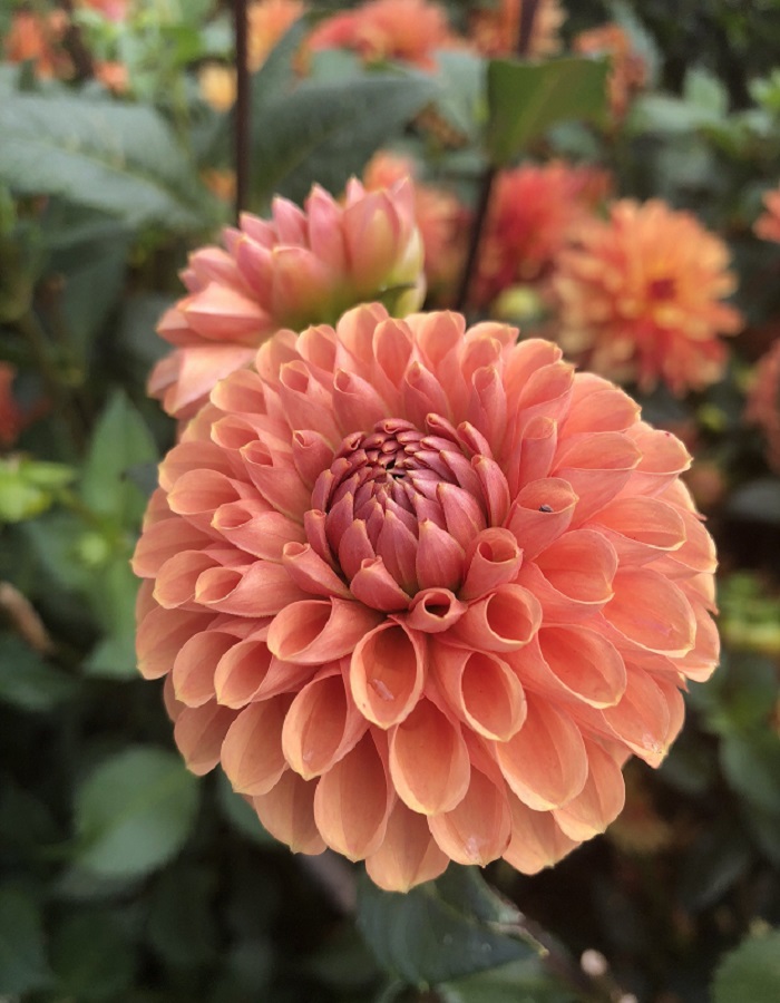 

Георгина Франц Кафка 1шт