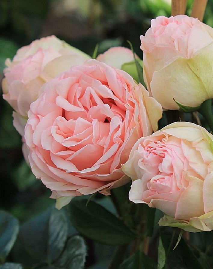 Роза флорибунда Чарминг Пиано 1 шт пионовидная роза ред пиано