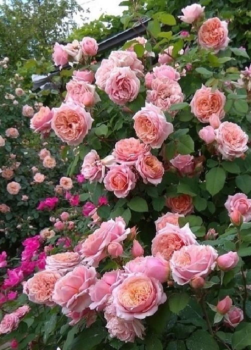 Роза кустовая Поль Бакюз