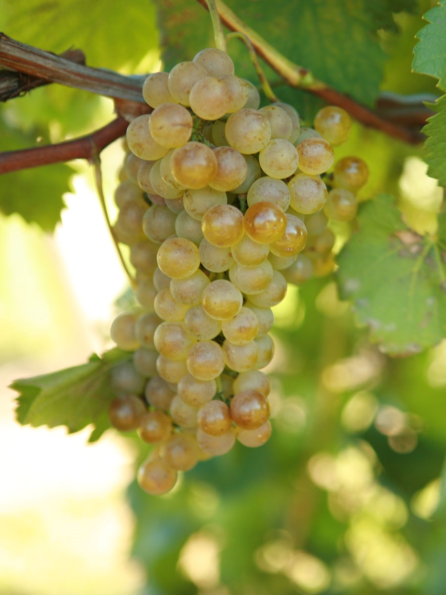 Виноград плодовый Рислинг 1 шт виноград плодовый винный поздний