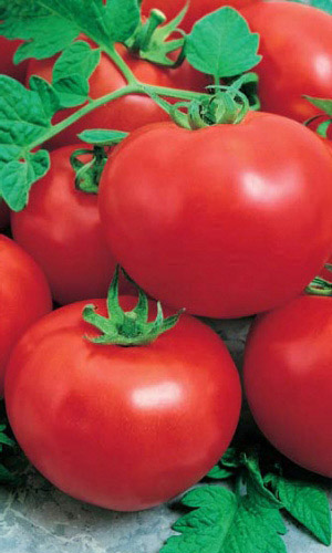 Томат Деликатес (УД) 20 шт цв.п