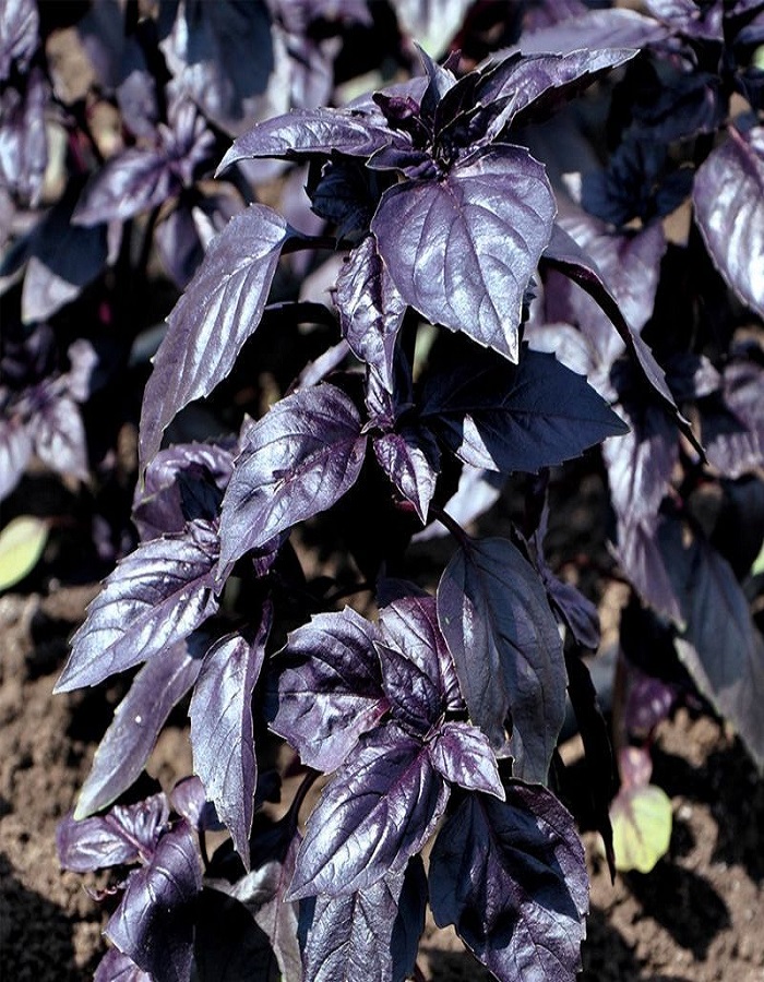 Базилик овощной Фиолетовый Блеск (УД) 0,25 гр цв.п. базилик овощной арарат фиолетовый 0 5 гр цв п