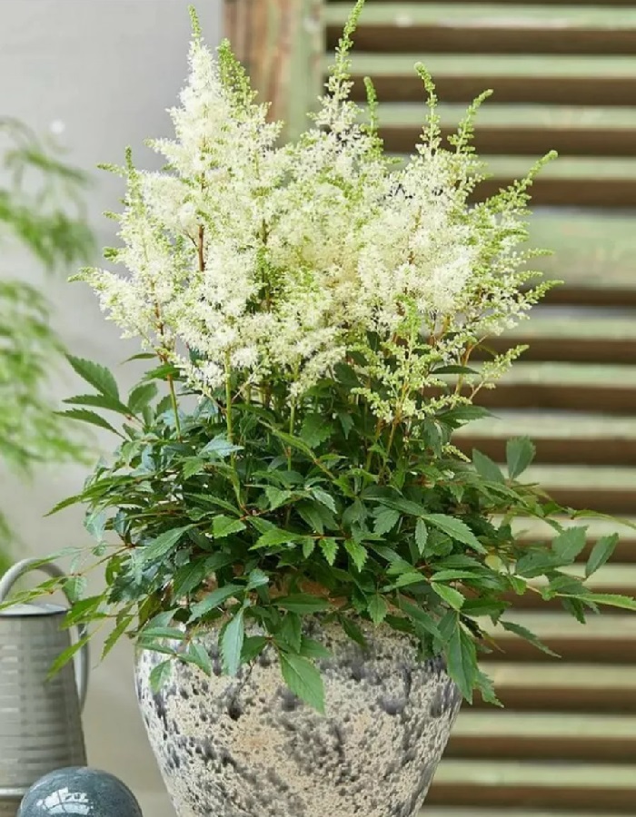 

Астильба Хэппи дей