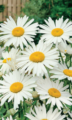 Нивяник наибольший Серебряная принцесса (УД) 0,15 гр цв п