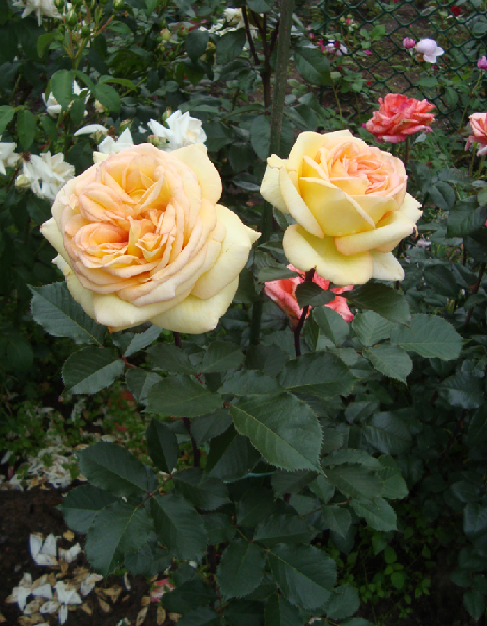 

Роза чайно-гибридная Голден Тауэр