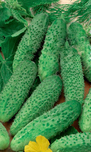 Огурец Барон Фон Град - корнишон F1 (УД) 10 шт цв.п