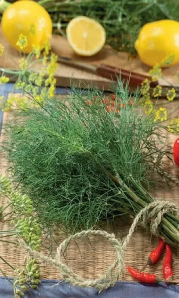 

Укроп Герман (УД) 2 гр цв п