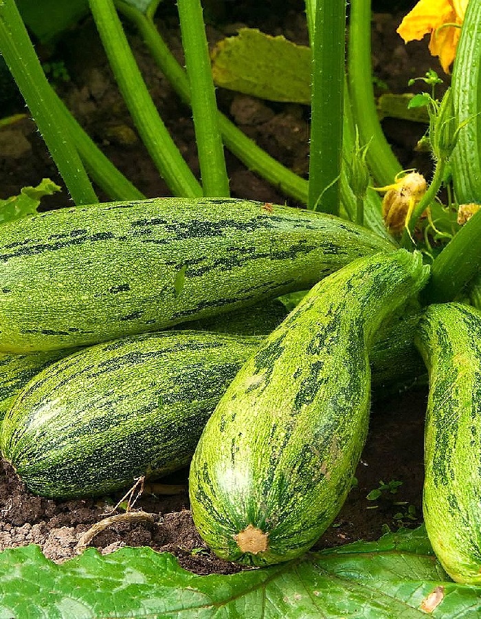 

Кабачок Удалой мужичок (УД) 10 шт цв.п