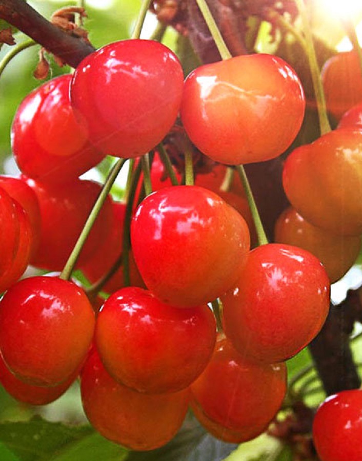 

Черешня Заря Жукова