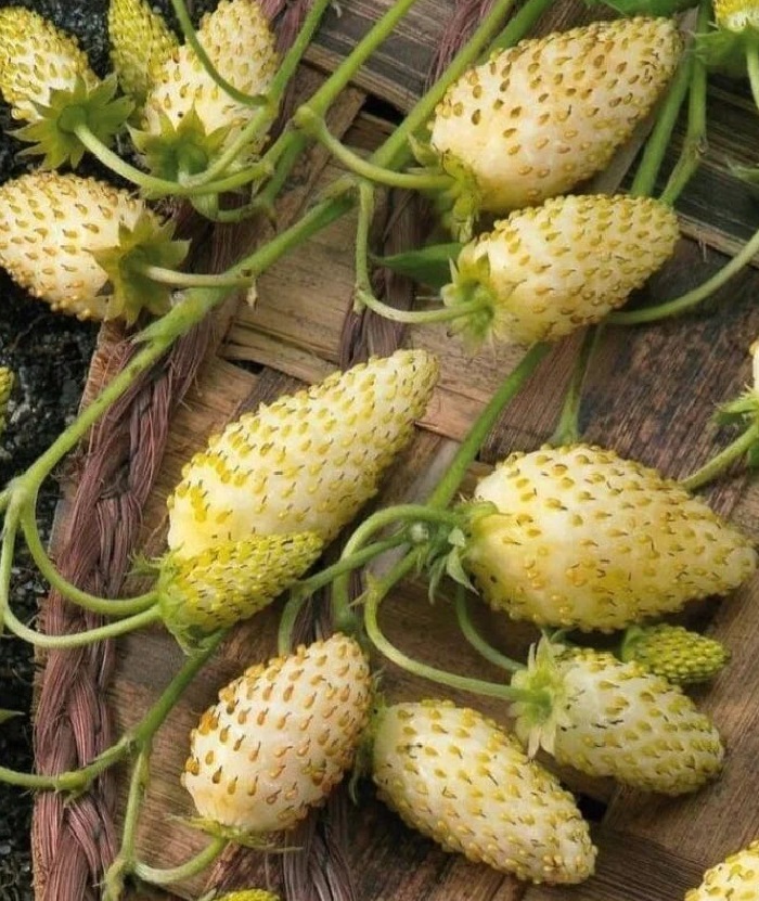 

Земляника садовая Ананасная ASF