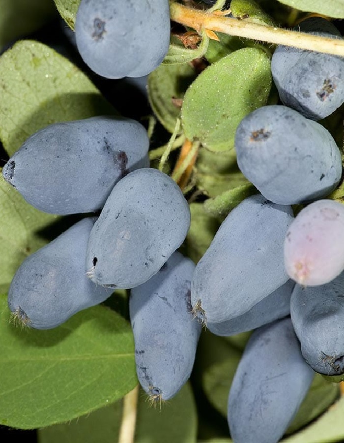 

Жимолость съедобная Тундра