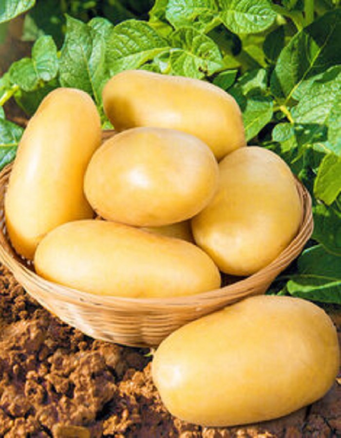 

Картофель Вымпел, суперэлита