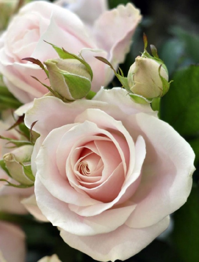Роза чайно-гибридная Свит Аваланш 1 шт - Розы, Чайно-гибридные, арт: 10467