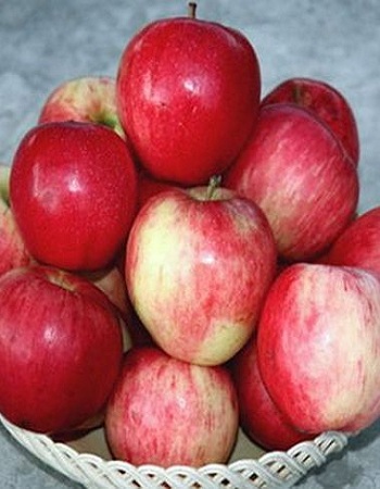 

Яблоня Строевское