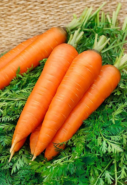 Морковь Ярославна  2 гр б.п.