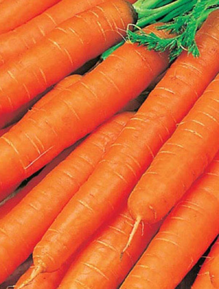 Морковь Великолепный Тутанхамон F1 (УД) 1,5гр цв.п.