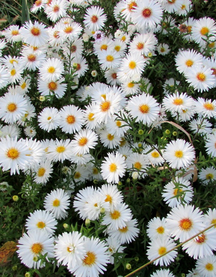 

Астра Перла