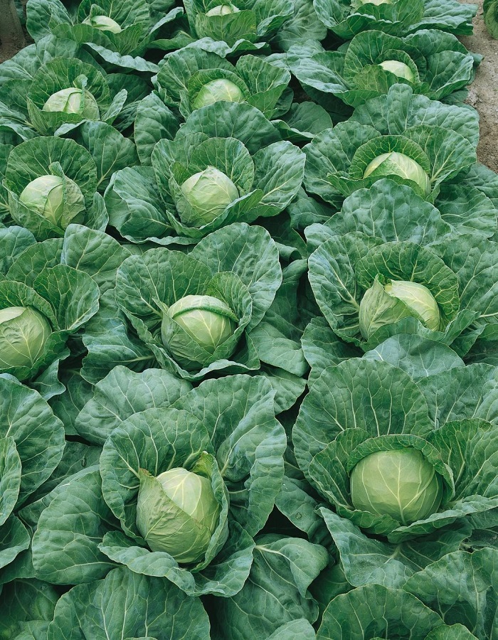 

Капуста белокочанная Чудо Ультрараннее F1 (УД) 0,3 гр. цв.п.(Симбиоз)