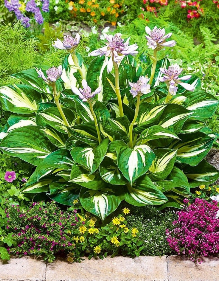 

Хоста Стинг