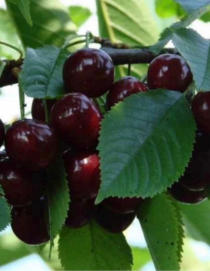 

Вишне-черешневый гибрид (ВЧГ) Факел