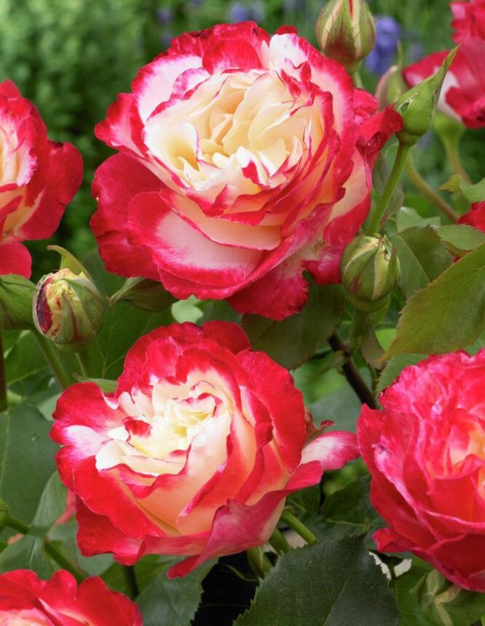 Роза чайно-гибридная Двойное удовольствие 1 шт, Розы, Чайно-гибридные