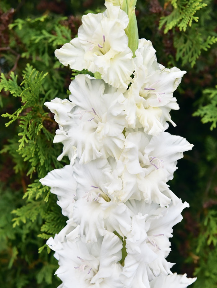 

Гладиолус Прогулка по облакам