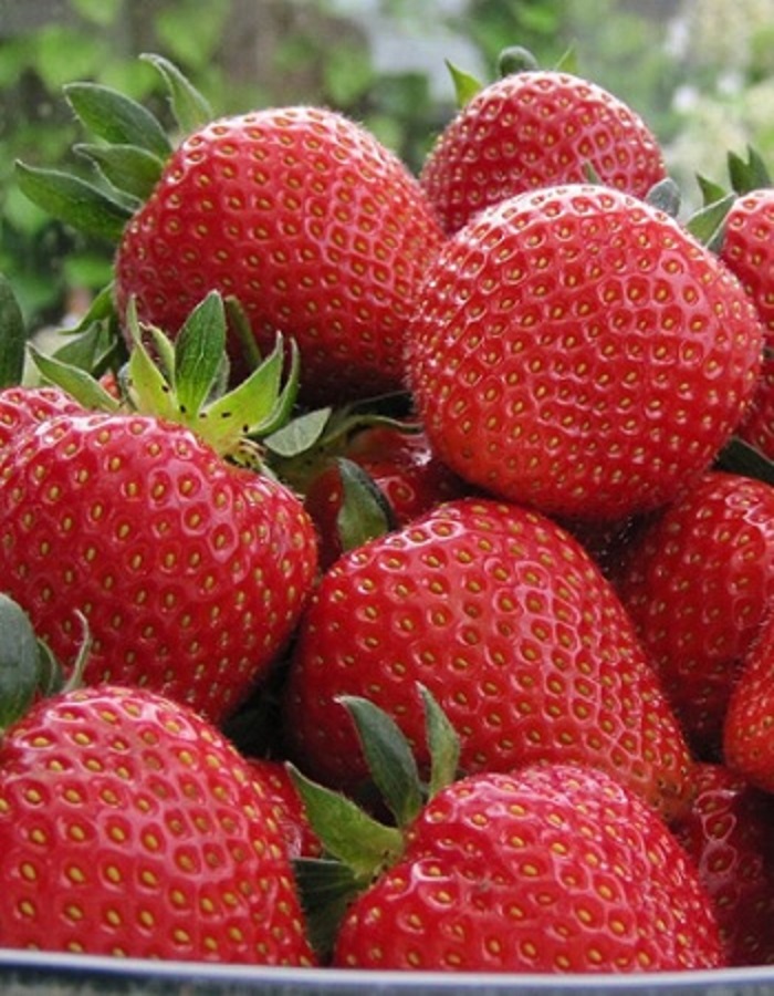 

Земляника садовая Сан Андреас