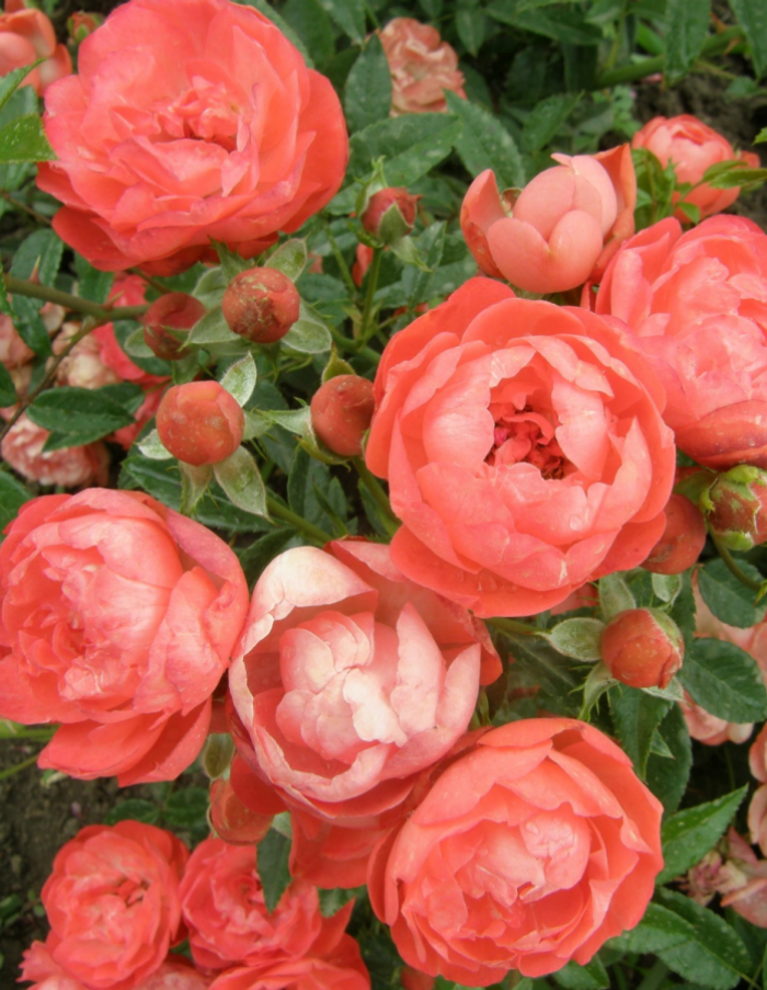 Роза почвопокровная Оранж Морсдаг 1 шт роза джаз почвопокровная тантау
