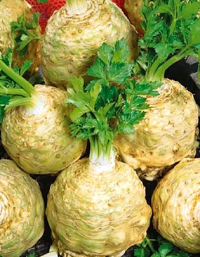 

Сельдерей Сахарный гигант корневой (УД) 0,25 гр цв.п