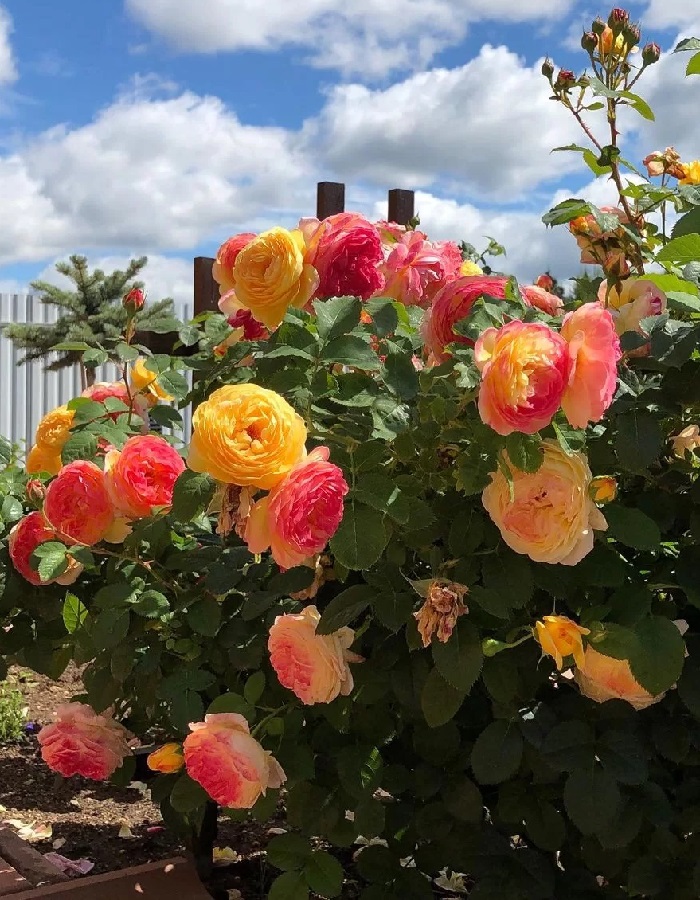 

Роза кустовая Розоман Жанон