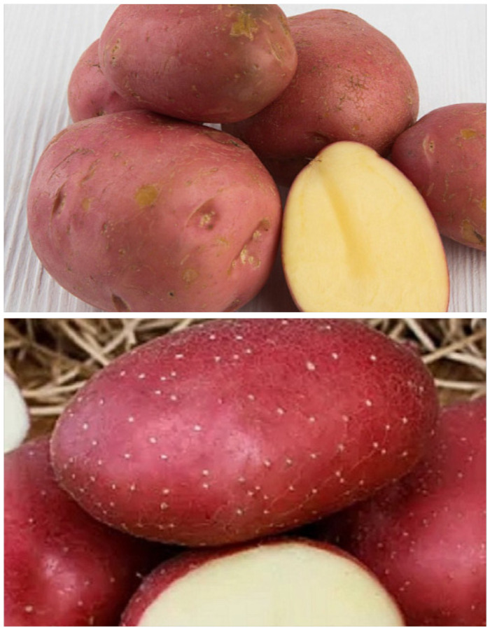 

Набор "Холодостойкий" 2 сорта (2 кг)