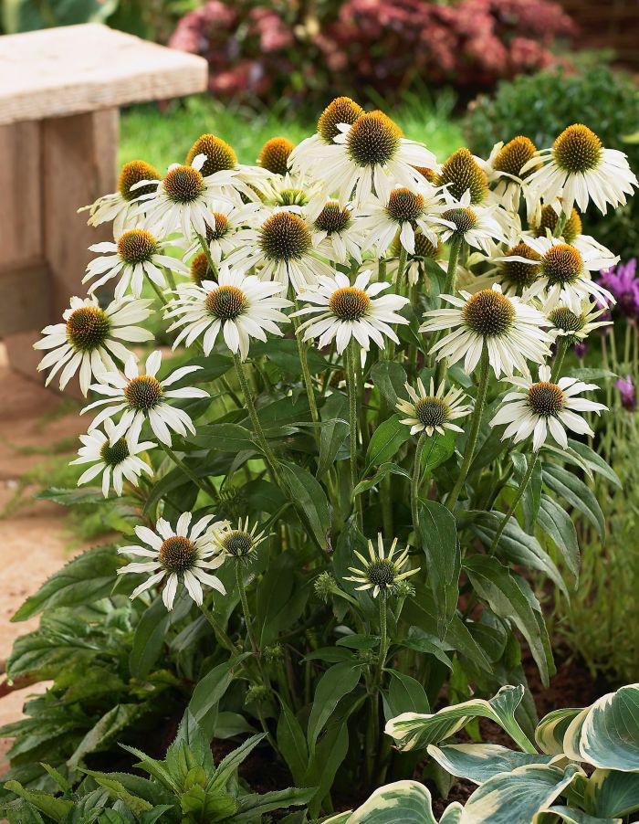 

Эхинацея пурпурная Примадонна Вайт