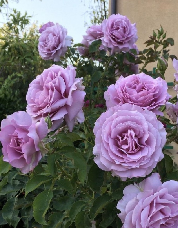 

Роза флорибунда Лав Сонг