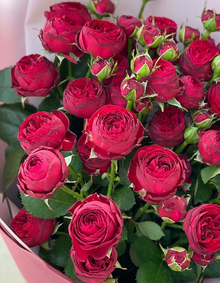 

Роза спрей Марун