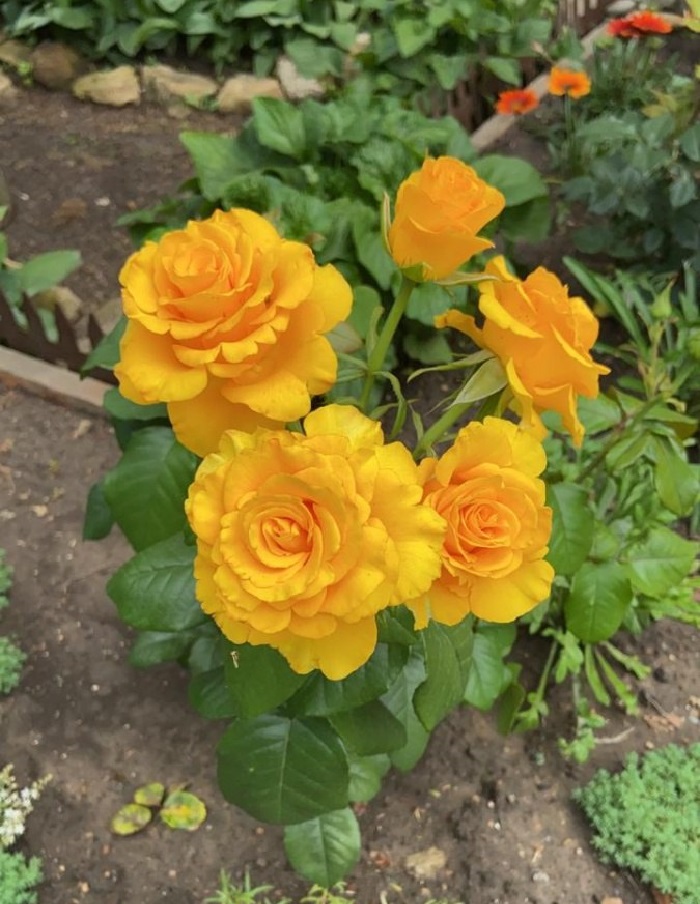 

Роза чайно-гибридная Керио