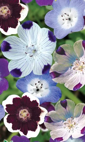 Немофила Смесь окрасок (УД) 0,15 гр цв п