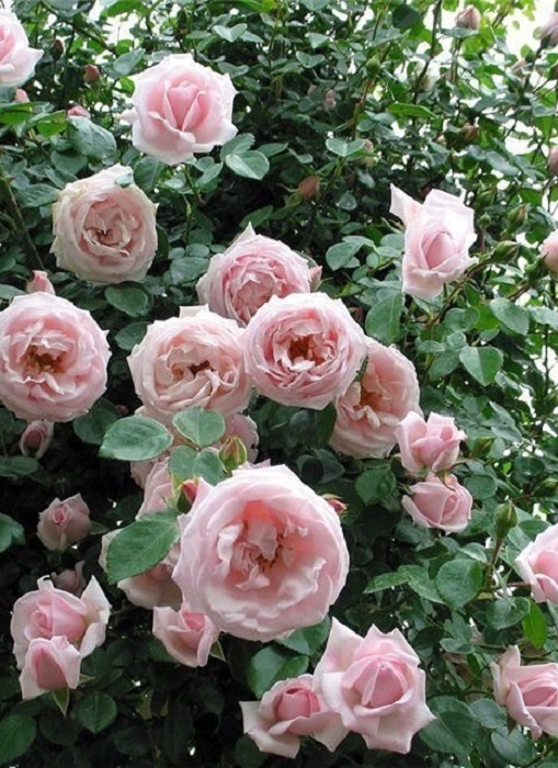 

Роза плетистая Нью Доун 1 шт