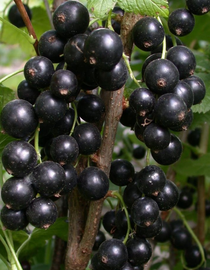 

Смородина черная Бинар