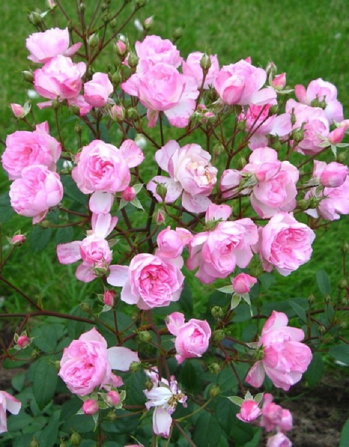 Роза мускусная Моцарт Леди 1 шт роза сибелиус мускусная ленс