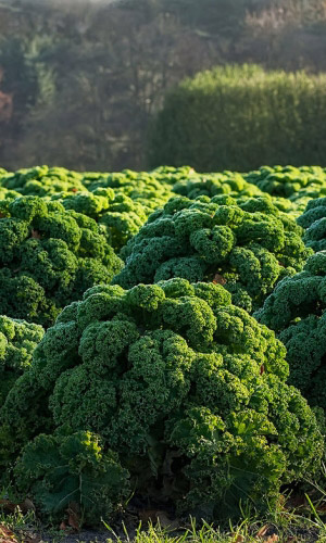 Капуста кудрявая (кале) Грин Витамин (УД) 0,25 гр цв.п.