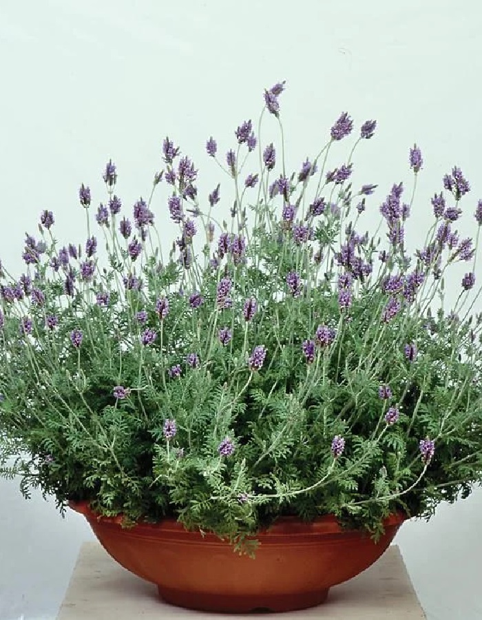 

Лаванда узколистная"Спэниш Айс" 1 шт Р9