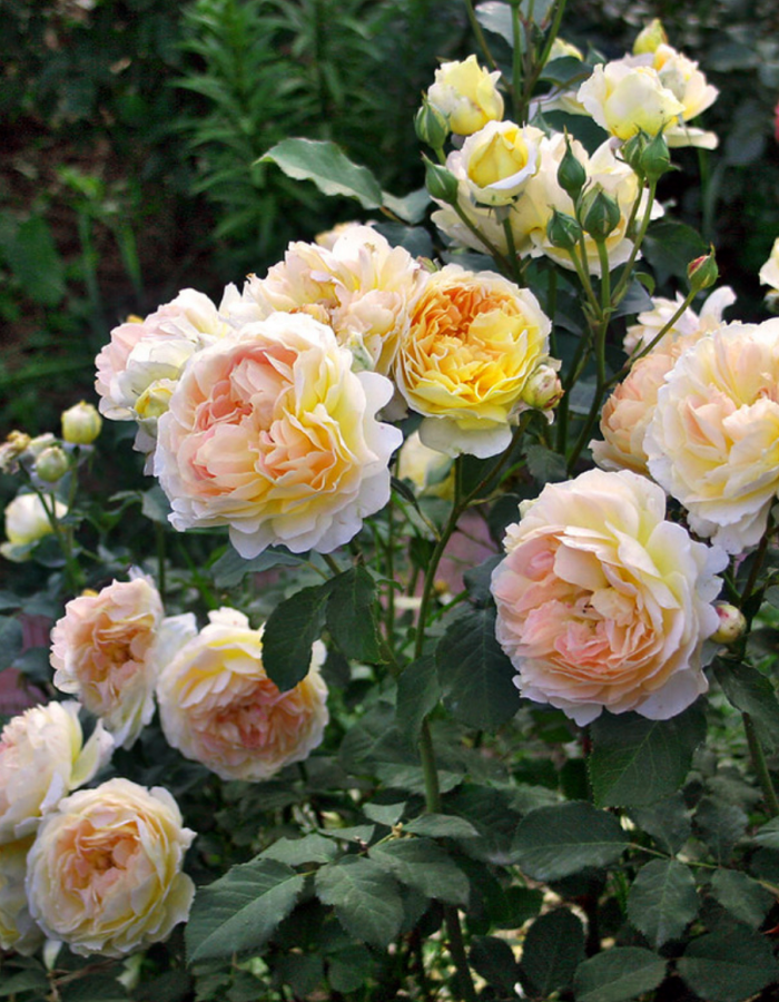 Роза английская Инглиш Гарден 1 шт роза английская уильям шекспир 2000 1 шт