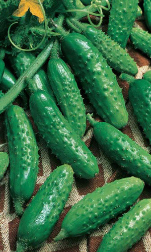 Огурец Сибирский Вьюговей F1 (УД) 10 шт цв.п