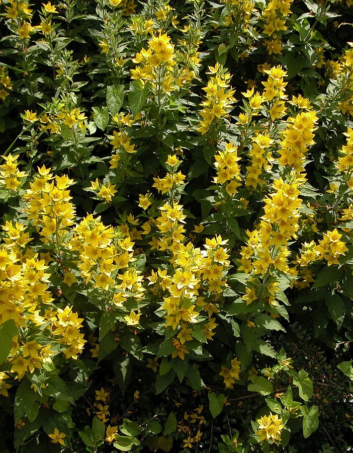 

Лизимахия ( Вербейник точечный) Русское золото ASF 1 шт р9