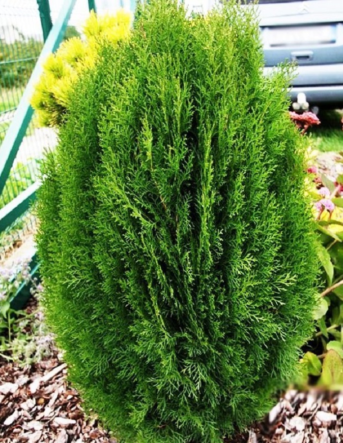 

Туя западная Тип Топ 1 шт Р9